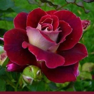 Meet your Posher, Radha